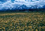Field of Flowers