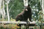 Black Bear climbing over fence