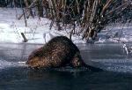 Beaver