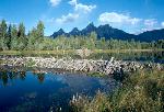 Beaver Dam and Lodge