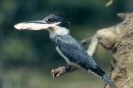 Belted Kingfisher