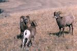 Bighorn Rams