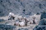 Bighorn Rams