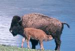 Bison cow and calf
