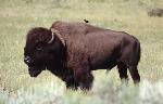 Bison and Cowbird