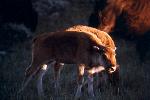 Bison calf