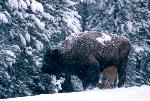 Bison cow and calf, spring snowstorm