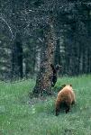 Black bear sow and cub