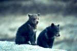 Black Bear Cubs
