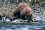 Black bear drinking