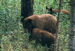 Black bear with cubs