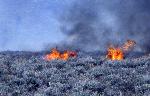 Blacktail Butte Fire