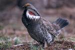 Blue Grouse