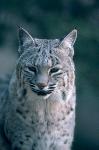 Bobcat