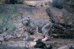 Bobcat