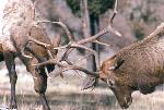 Bull Elk fighting