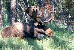 Bull Moose