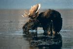 Bull Moose