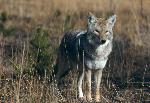 Coyote