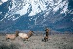 Bull Elk in spring