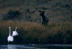 Elk and swans
