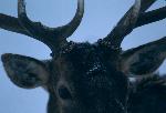 Elk antlers