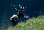 Bull Elk