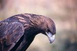Golden Eagle