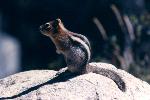 Golden-mantled ground squirrel