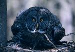 Great Gray Owl
