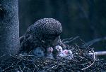 Great Gray Owl on Nest