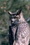 Great Horned Owl
