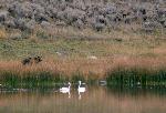 Grizzly Bear & Trumpeter Swans