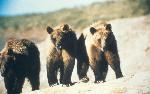 Three Grizzly Bear Cubs