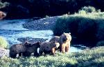 Grizzly bears, sow with 3 cubs