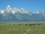 Bison