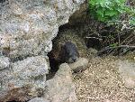 Yellow-bellied marmot