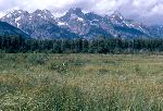 Marsh Meadow