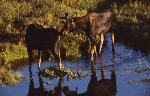 Early Morning Moose