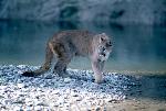 Mountain Lion