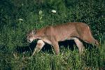 Mountain Lion