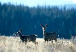 Mule Deer