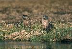 River Otters
