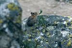 Pika