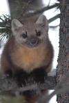 Pine Marten