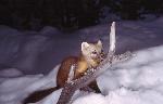 Pine Marten