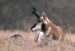 Pronghorn buck