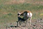 Pronghorn doe nursing fawn