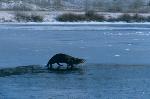 River Otter