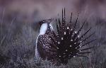 Sage Grouse strut